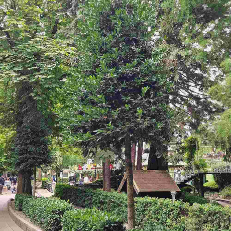 Laur Japonez (Ilex) Nellie R. Stevens, copac ornamental vesnic verde cu fructe rosii decorative