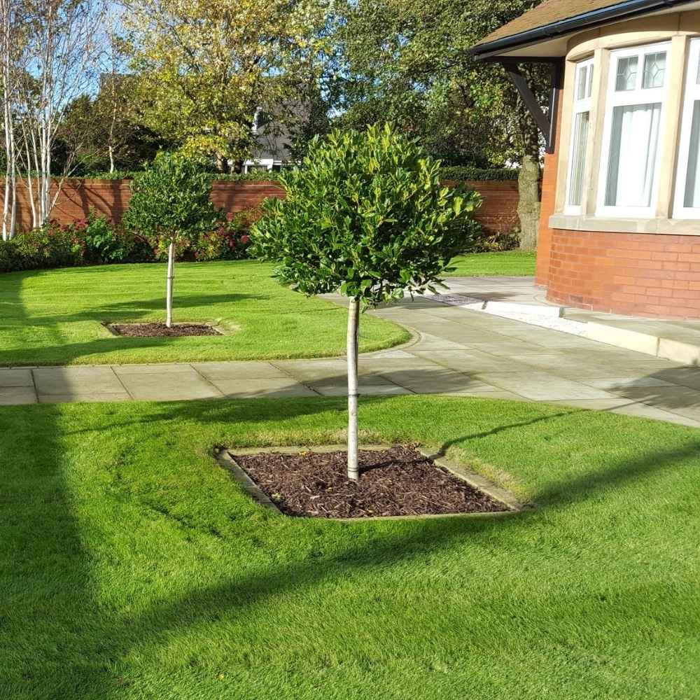 Laur Japonez (Ilex) Nellie R. Stevens, copac ornamental vesnic verde cu fructe rosii decorative, crestere rapida