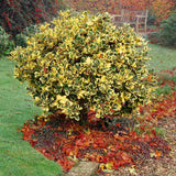 Laur Japonez Golden King, arbust vesnic verde variegat cu frunzis auriu-verde, gard viu decorativ