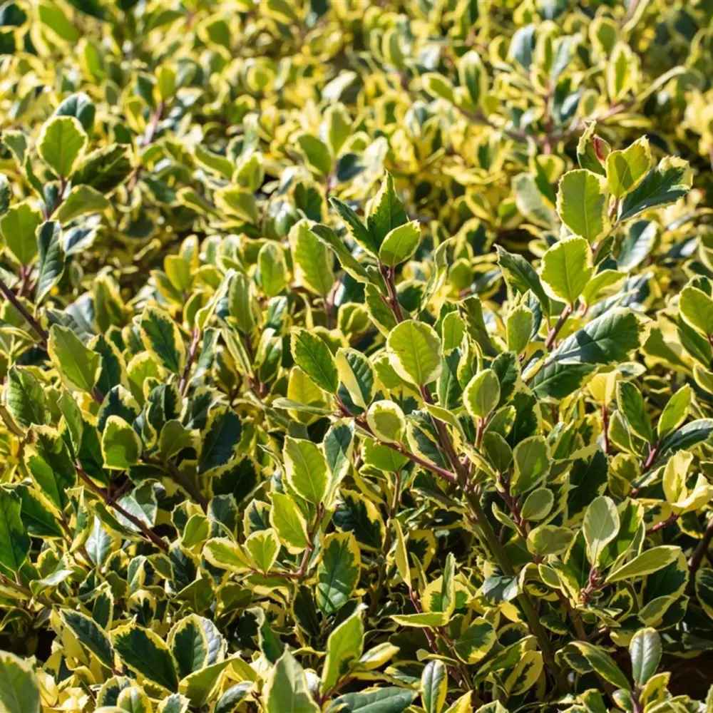 Laur Japonez Golden King, arbust vesnic verde variegat cu frunzis auriu-verde, gard viu decorativ