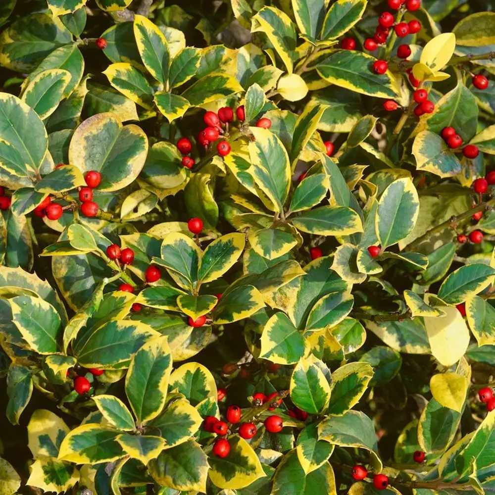 Laur Japonez Golden King, arbust vesnic verde variegat cu frunzis auriu-verde, gard viu decorativ