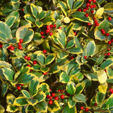 Laur Japonez Golden King, arbust vesnic verde variegat cu frunzis auriu-verde, gard viu decorativ