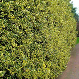 Laur Japonez Golden King, arbust vesnic verde variegat cu frunzis auriu-verde, gard viu decorativ