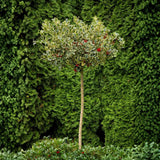 Laur Japonez (Ilex) Argentea Marginata Tip Copacel, vesnic verde, frunze pestrite argintii, fructe rosii decorative, decor iarna
