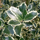 Laur Japonez (Ilex) Argentea Marginata Tip Copacel, vesnic verde, frunze pestrite argintii, fructe rosii decorative, decor iarna