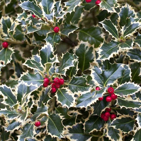 Laur Japonez Ilex aquifolium Silver Queen, frunzis variegat vesnic verde, frunze verde cu marginiargintii, fructe rosii