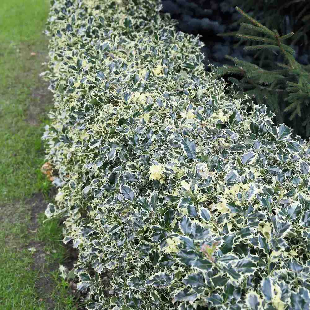 Laur Japonez Ilex aquifolium Silver Queen, frunzis variegat vesnic verde, frunze verde cu marginiargintii, fructe rosii