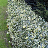 Laur Japonez Ilex aquifolium Silver Queen, frunzis variegat vesnic verde, frunze verde cu marginiargintii, fructe rosii