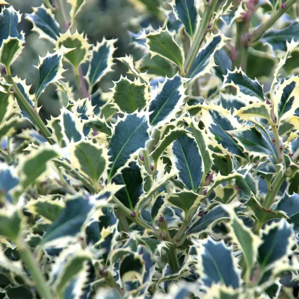 Laur Japonez Ilex aquifolium Silver Queen, frunzis variegat vesnic verde, frunze verde cu marginiargintii, fructe rosii