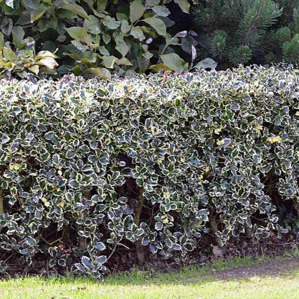 Laur Japonez Ilex aquifolium Silver Queen, frunzis variegat vesnic verde, frunze verde cu marginiargintii, fructe rosii
