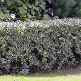 Laur Japonez Ilex aquifolium Silver Queen, frunzis variegat vesnic verde, frunze verde cu marginiargintii, fructe rosii