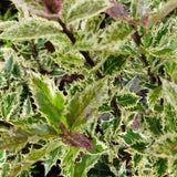 Ilex Japonez Ingramii Copacel, arbore vesnic verde variegat, frunzis crem-roz-verde, ornamental rezistent la ger