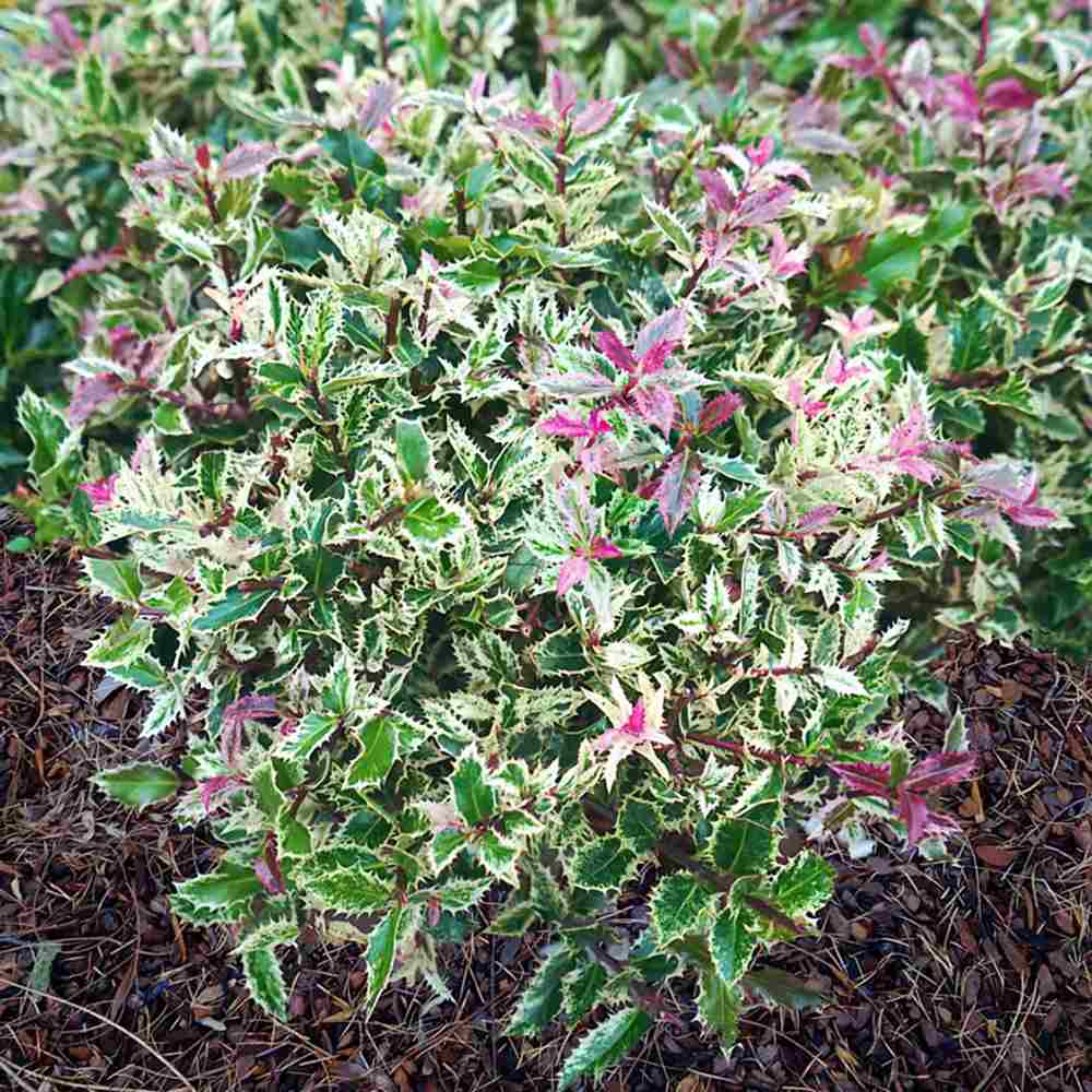 Ilex Japonez Ingramii Copacel, arbore vesnic verde variegat, frunzis crem-roz-verde, ornamental rezistent la ger