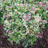 Ilex Japonez Ingramii Copacel, arbore vesnic verde variegat, frunzis crem-roz-verde, ornamental rezistent la ger