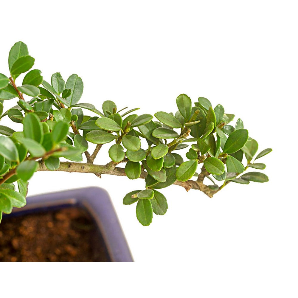 Aranjament Bonsai cu Ilex Crenata, copacel ornamental vesnic verde, stil japonez, ideal interior exterior - 30 cm