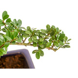 Aranjament Bonsai cu Ilex Crenata, copacel ornamental vesnic verde, stil japonez, ideal interior exterior - 30 cm
