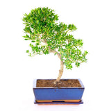 Aranjament Bonsai cu Ilex Crenata, copacel ornamental vesnic verde, stil japonez, ideal interior exterior - 30 cm