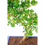 Aranjament Bonsai cu Ilex Crenata, copacel ornamental vesnic verde, stil japonez, ideal interior exterior - 30 cm