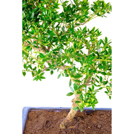 Aranjament Bonsai cu Ilex Crenata, copacel ornamental vesnic verde, stil japonez, ideal interior exterior - 30 cm