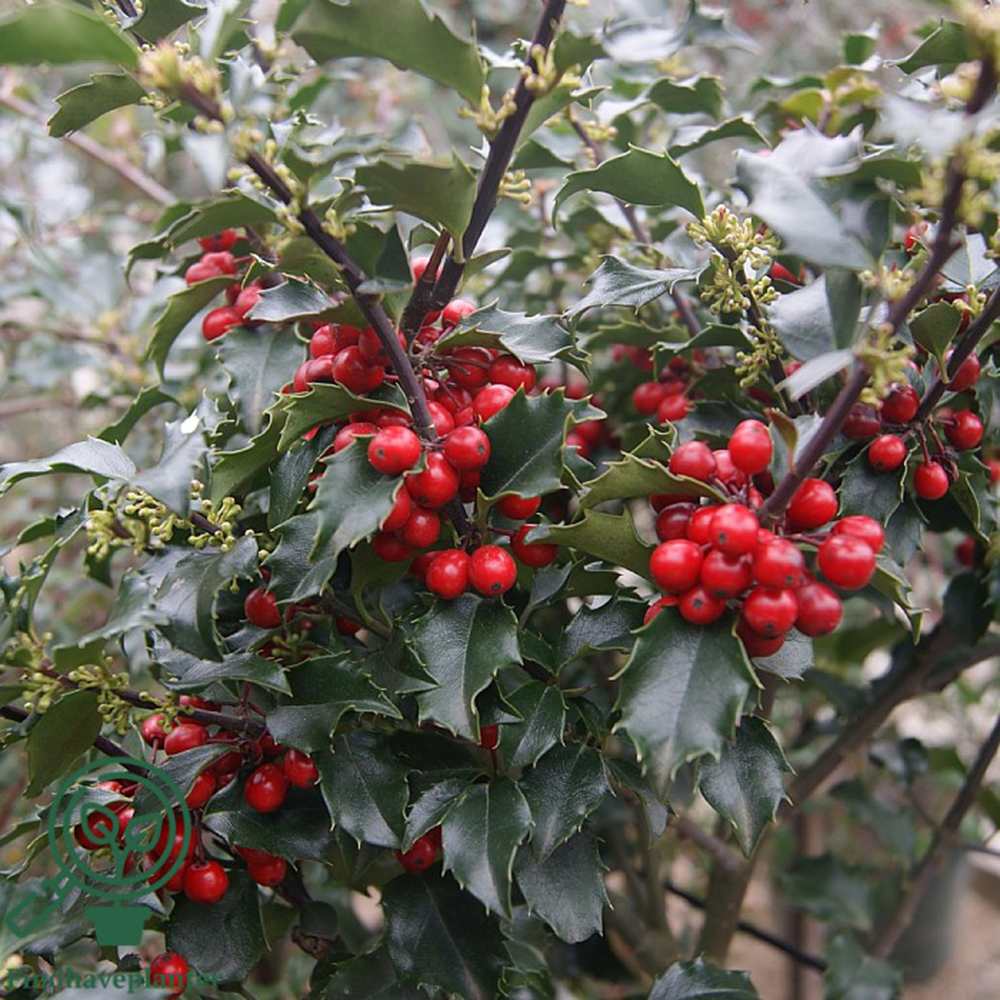 Laur Japonez Ilex Japonez Blue Prince, ilice vesnic verde, frunze verde inchis, fructe rosii iarna, gard viu ideal