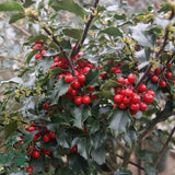 Laur Japonez Ilex Japonez Blue Prince, ilice vesnic verde, frunze verde inchis, fructe rosii iarna, gard viu ideal