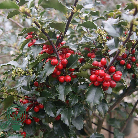 Laur Japonez Ilex Japonez Blue Prince, ilice vesnic verde, frunze verde inchis, fructe rosii iarna, gard viu ideal