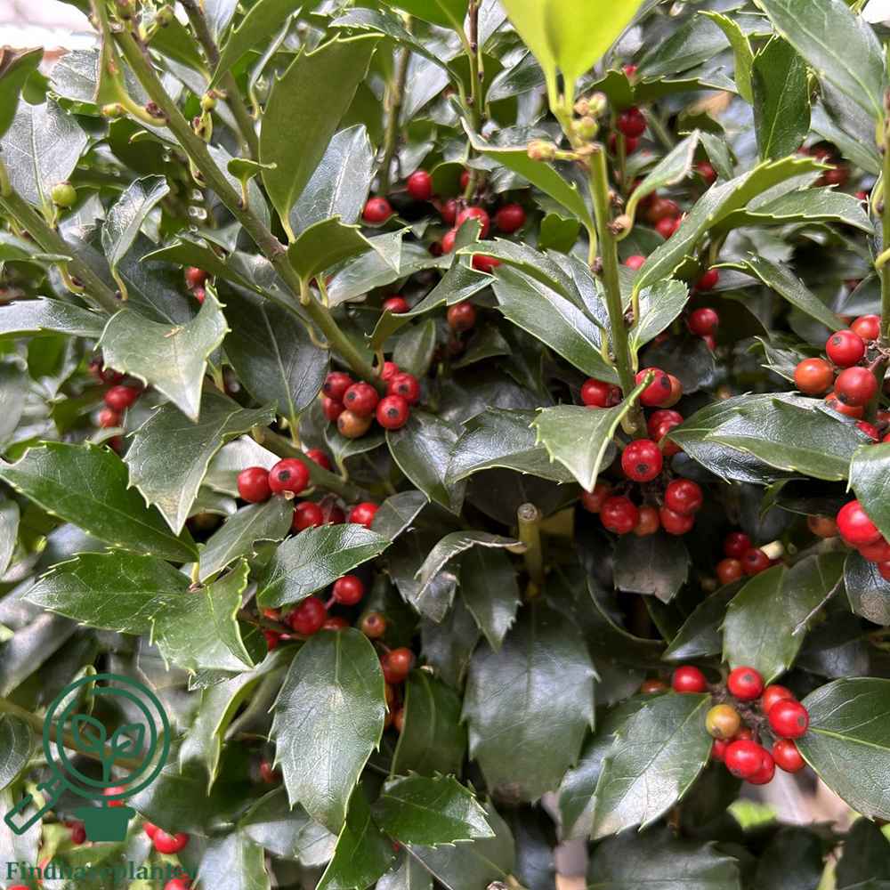Laur Japonez Ilex Japonez Blue Prince, ilice vesnic verde, frunze verde inchis, fructe rosii iarna, gard viu ideal