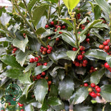 Laur Japonez Ilex Japonez Blue Prince, ilice vesnic verde, frunze verde inchis, fructe rosii iarna, gard viu ideal