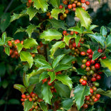 Laur Japonez Ilex meserveae Blue Princess, fructe rosii, frunzis vesnic verde, gard viu ideal