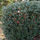 Laur Japonez Ilex meserveae Blue Princess, fructe rosii, frunzis vesnic verde, gard viu ideal