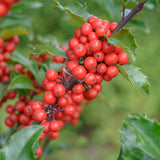 Laur Japonez Ilex meserveae Blue Princess, fructe rosii, frunzis vesnic verde, gard viu ideal