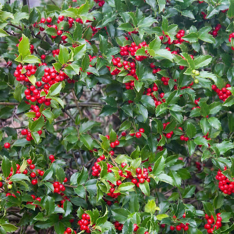 Laur Japonez Ilex meserveae Blue Princess, fructe rosii, frunzis vesnic verde, gard viu ideal