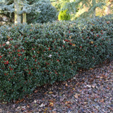 Laur Japonez Ilex meserveae Blue Princess, fructe rosii, frunzis vesnic verde, gard viu ideal