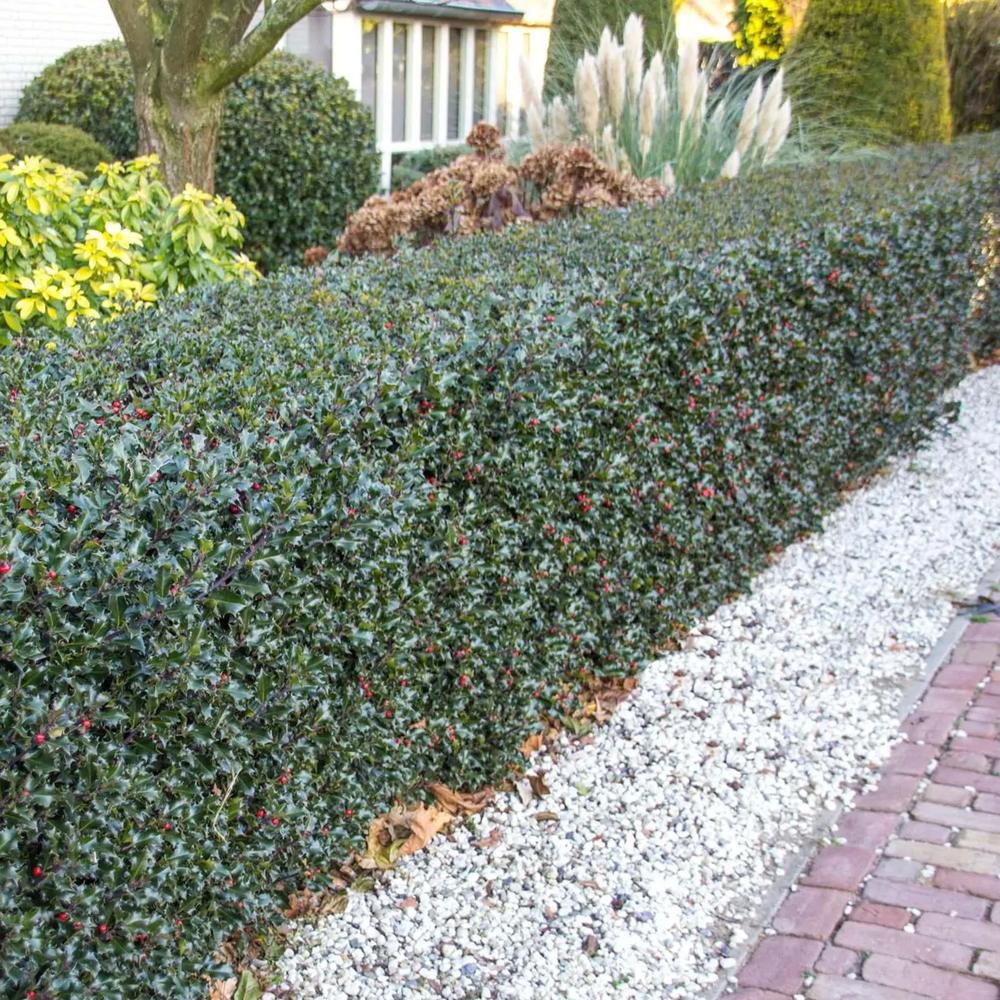 Laur Japonez Ilex meserveae Blue Princess, fructe rosii, frunzis vesnic verde, gard viu ideal