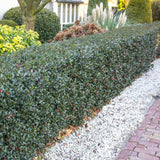 Laur Japonez Ilex meserveae Blue Princess, fructe rosii, frunzis vesnic verde, gard viu ideal