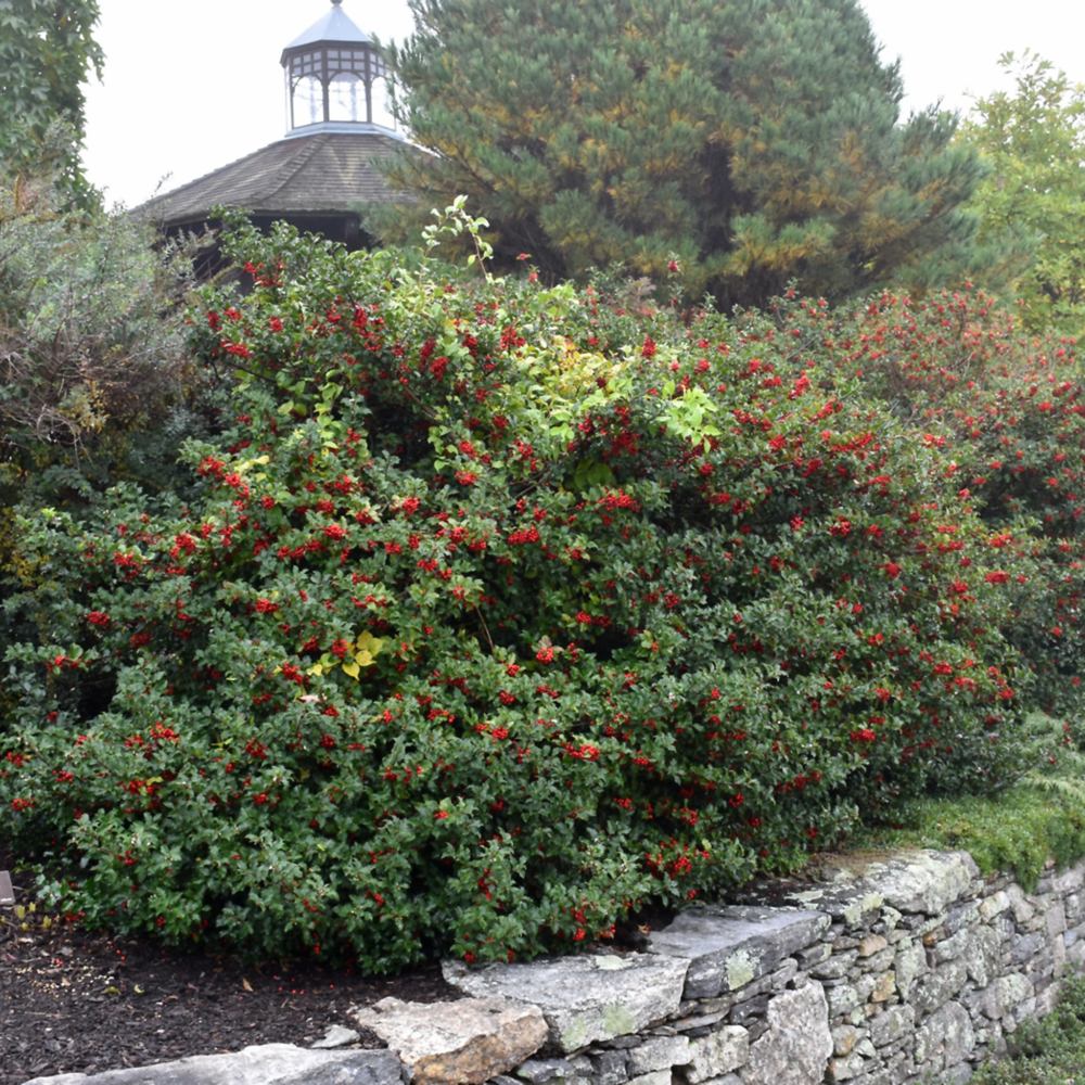 Laur Japonez Ilex meserveae Blue Princess, fructe rosii, frunzis vesnic verde, gard viu ideal