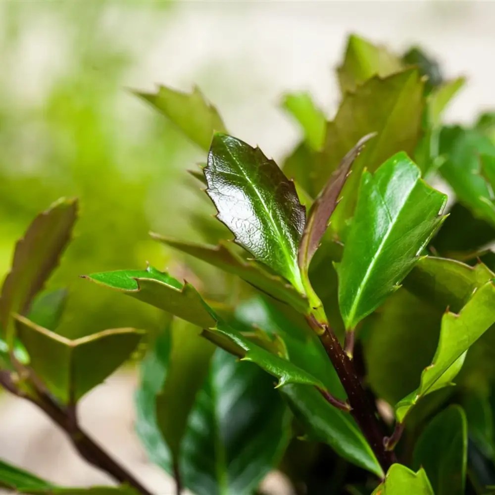 Laur Japonez Ilex Heckenstar, ilice pentru gard viu, vesnic verde, fructe rosii iarna, crestere rapida