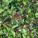 Laur Japonez Ilex Heckenstar, ilice pentru gard viu, vesnic verde, fructe rosii iarna, crestere rapida