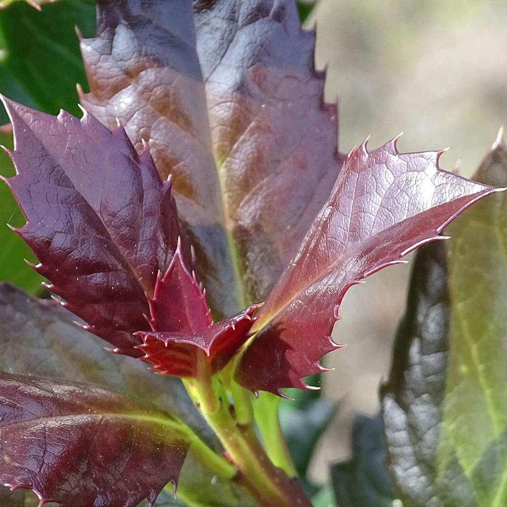 Laur Japonez Ilex Heckenstar, ilice pentru gard viu, vesnic verde, fructe rosii iarna, crestere rapida