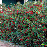 Laur Japonez Ilex Heckenstar, ilice pentru gard viu, vesnic verde, fructe rosii iarna, crestere rapida