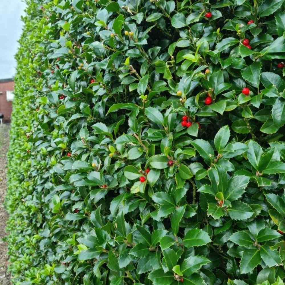 Laur Japonez Ilex Heckenstar, ilice pentru gard viu, vesnic verde, fructe rosii iarna, crestere rapida