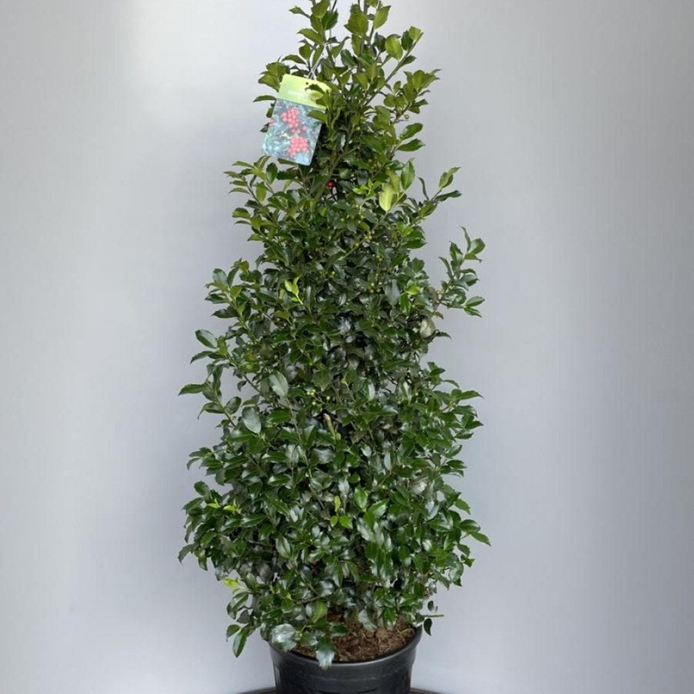 Laur Japonez Ilex Blue Maid, vesnic verde, cu fructe rosii, frunze albastru-verzui, forma piramidala