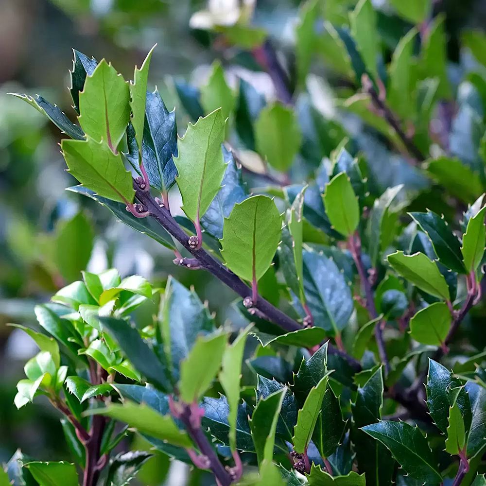 Laur Japonez Ilex Blue Maid, vesnic verde, cu fructe rosii, frunze albastru-verzui, forma piramidala