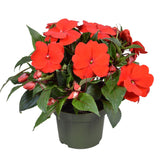 Sporul casei New Guinea Petticoat Dark Red, flori rosii spectaculoase pentru balcon si gradina