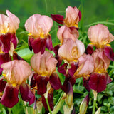 Iris Germanica (Stanjenel) Indian Chief, cu flori parfumate roz-lavanda burgundiu, crestere rapida, bulb plantat in ghiveci