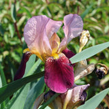 Iris Germanica (Stanjenel) Indian Chief, cu flori parfumate roz-lavanda burgundiu, crestere rapida, bulb plantat in ghiveci