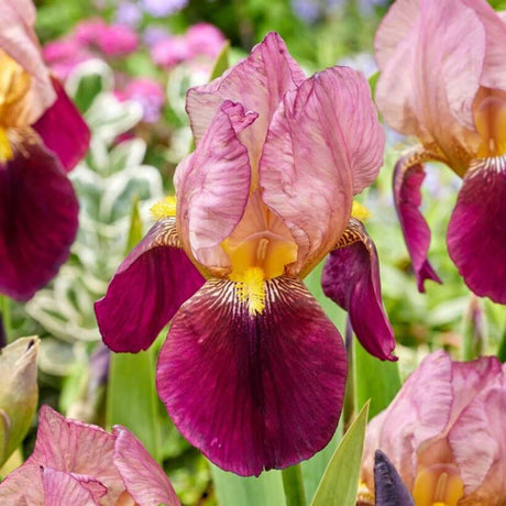 Iris Germanica (Stanjenel) Indian Chief, cu flori parfumate roz-lavanda burgundiu, crestere rapida, bulb plantat in ghiveci