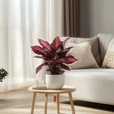 Iresine herbstii Rich Redstar, 20 cm, planta decorativa cu frunze rosu burgundy intens si nervuri roz, planta tropicala colorata pentru casa si birou