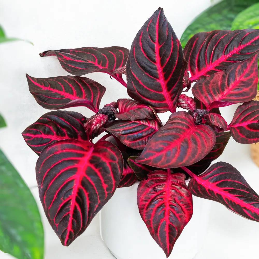 Iresine herbstii Rich Redstar, 20 cm, planta decorativa cu frunze rosu burgundy intens si nervuri roz, planta tropicala colorata pentru casa si birou