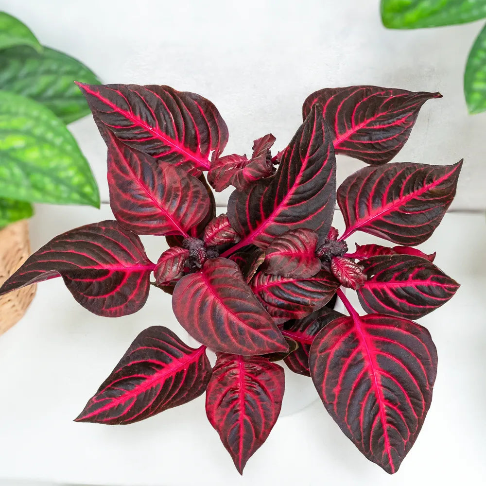 Iresine herbstii Rich Redstar, 20 cm, planta decorativa cu frunze rosu burgundy intens si nervuri roz, planta tropicala colorata pentru casa si birou